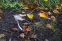 Filename=SH241005.jpg
Filesize=902KiB
Dimensions=1024x681
Date added=Oct 12, 2024 SH241005.jpg