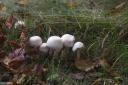 Filename=SH241006.jpg
Filesize=794KiB
Dimensions=1024x681
Date added=Oct 12, 2024 SH241006.jpg