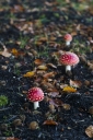 Filename=SH241012.jpg
Filesize=685KiB
Dimensions=681x1024
Date added=Oct 12, 2024 SH241012.jpg
