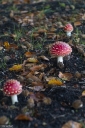 Filename=SH241013.jpg
Filesize=658KiB
Dimensions=681x1024
Date added=Oct 12, 2024 SH241013.jpg