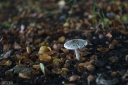 Filename=SH241017.jpg
Filesize=484KiB
Dimensions=1024x681
Date added=Oct 12, 2024 SH241017.jpg