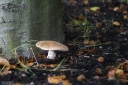 Filename=SH241018.jpg
Filesize=754KiB
Dimensions=1024x681
Date added=Oct 12, 2024 SH241018.jpg