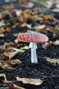 Filename=SH241020.jpg
Filesize=615KiB
Dimensions=681x1024
Date added=Oct 20, 2024 SH241020.jpg