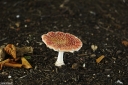 Filename=SH241023.jpg
Filesize=725KiB
Dimensions=1024x681
Date added=Oct 20, 2024 SH241023.jpg
