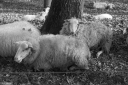 Filename=ST230406.jpg
Filesize=498KiB
Dimensions=1024x681
Date added=Apr 23, 2023 ST230406.jpg