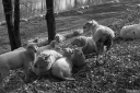 Filename=ST230407.jpg
Filesize=537KiB
Dimensions=1024x681
Date added=Apr 23, 2023 ST230407.jpg