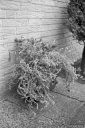 Filename=TR210125.jpg
Filesize=330KiB
Dimensions=532x800
Date added=Jan 24, 2021 TR210125.jpg