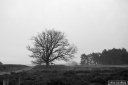 Filename=VB201205.jpg
Filesize=220KiB
Dimensions=800x532
Date added=Dec 10, 2020 VB201205.jpg