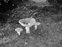 Filename=WW131004.jpg
Filesize=357KiB
Dimensions=800x600
Date added=Jun 05, 2020 WW131004.jpg