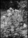 Filename=WW140809.jpg
Filesize=376KiB
Dimensions=620x820
Date added=Jun 05, 2020 WW140809.jpg